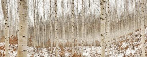 Birch trees in winter photo