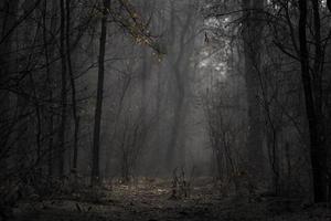 Illuminated forest floor photo