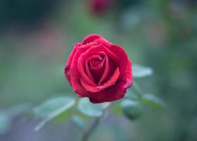 rosa roja en plena floración foto