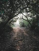 Green trees and brown dried leaves on ground pathway photo