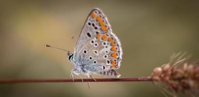 mariposa gris y naranja foto