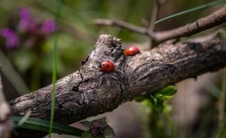 Two red ladybugs on branch photo