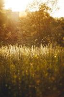 Green grass field  photo