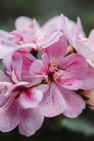 Pink flower in macro photo