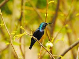 Hummingbird on branch photo