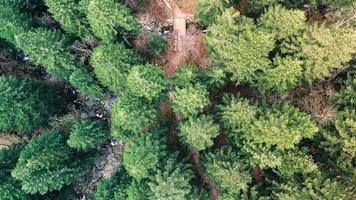 vista aérea de árboles verdes foto