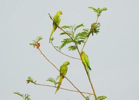 Green parrots on branch photo