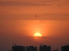 Birds over city at sunset photo