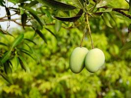 Green mangoes on branch photo