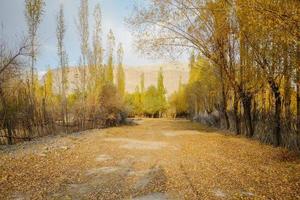 Trees in autumn season against blue sky photo