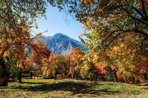 Colorful foliage trees in autumn photo