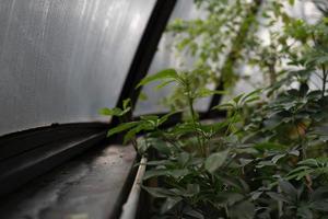 Green plant near greenhouse window photo