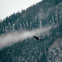 Eagle flying over pine trees photo