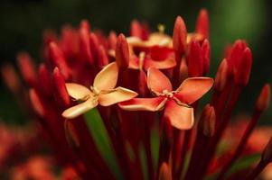Red petaled flowers photo