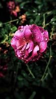 flor de pétalos de rosa en el jardín foto