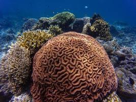arrecife de coral bajo el agua