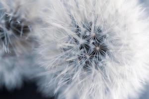 Close-up dandelion heads photo