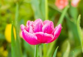 Bright pink tulip photo