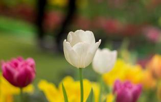 flores de tulipán en jardín