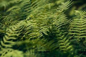 Green fern plants photo