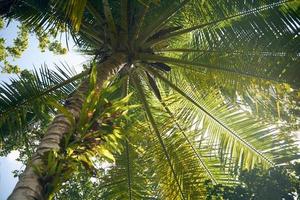 Sunny palm trees photo