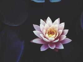 Pink waterlily flower in full bloom photo