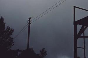 Silhouette of trees, bird, and power lines photo