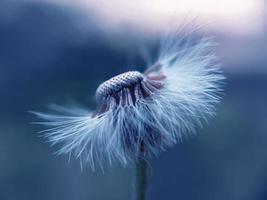 White petaled dandelion flower in blue photo