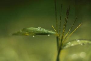 Water drops on green leaf photo