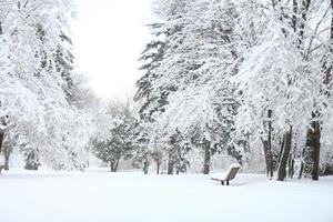 abetos cubiertos de nieve foto