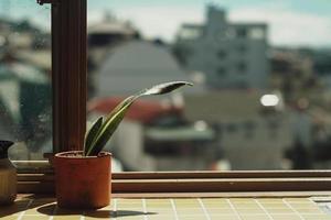 planta verde en maceta por ventana foto