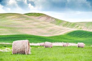 rollos de heno en campo de hierba verde y marrón foto