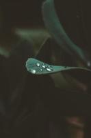 Water droplets on leaf photo