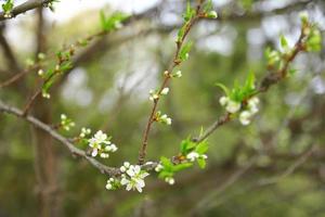 White petaled flowers in a forest photo