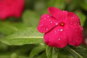 flor de pétalos rojos con gotas de lluvia foto