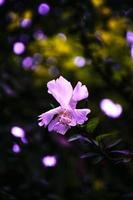 Purple hibiscus flower  photo