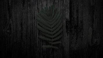 Dark green leaves photo