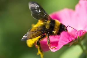 Bumble bee on flower photo