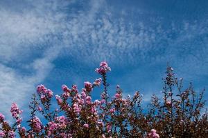 Plant With Flowers photo