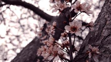 Arbol de flor de cereza foto