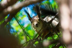 Brown squirrel in tree photo