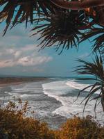 Palm trees near the sea photo