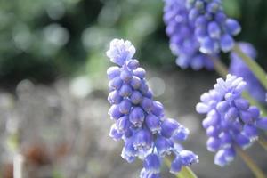 Close-up of grape hyacinths photo