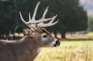 Brown buck on grass field photo