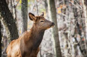 Brown deer in focus photo