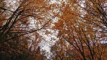 vista de hojas de otoño foto