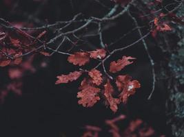 primer plano de hojas marrones foto
