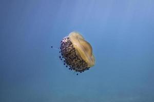 Brown and white jellyfish in blue water photo