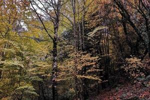 Forest trees in Autumn photo