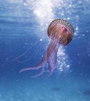 Pink and brown jellyfish photo